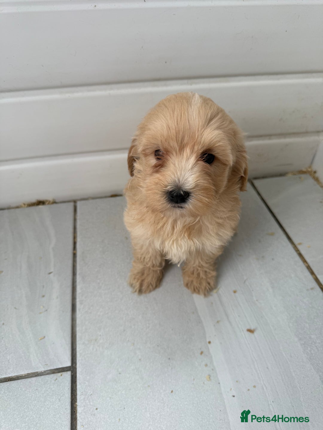 Maltipoo dogs for sale: Quality Korean maltipoos - Image 27