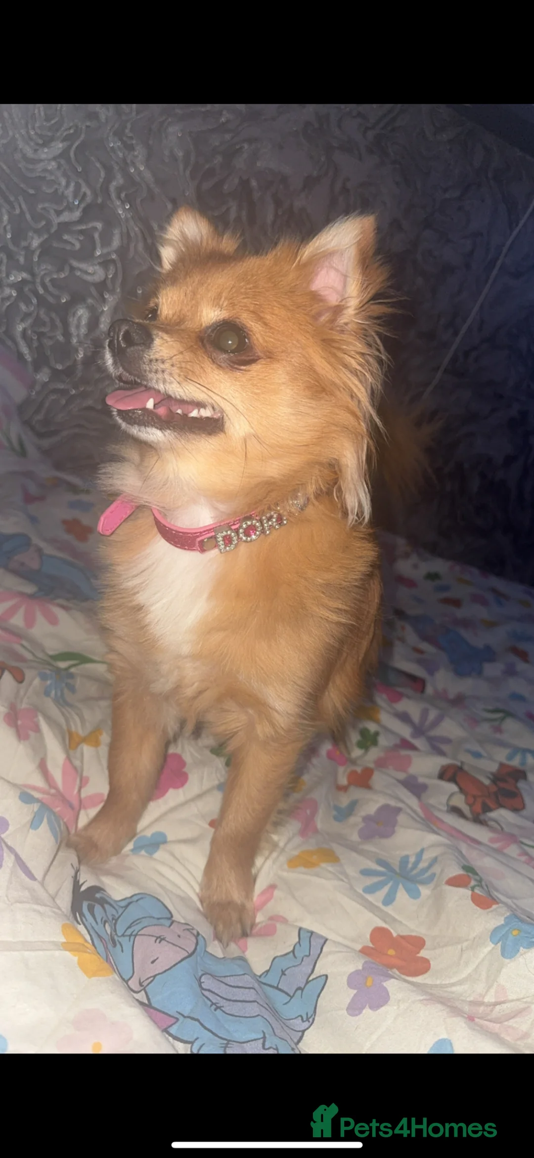 Pomchi dogs for sale: Pomchi Male pup  in Bourne - Advert 2