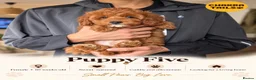 Cockapoo dogs for sale: 1 female Cockerpoo fully vaccinated  - Advert 31