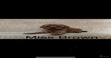 Cavapoo dogs - Advert 1