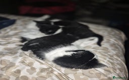 Mixed Breed cats for sale: 1 male 2 female  - Image 5
