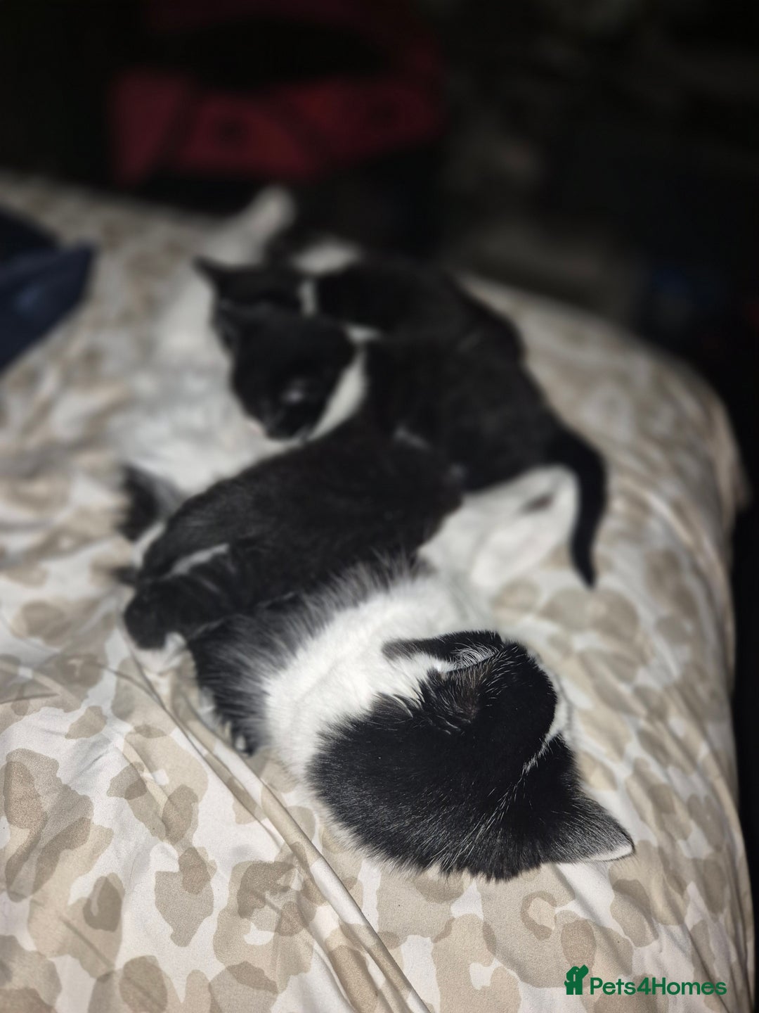 Mixed Breed cats for sale: 1 male 2 female  - Image 5