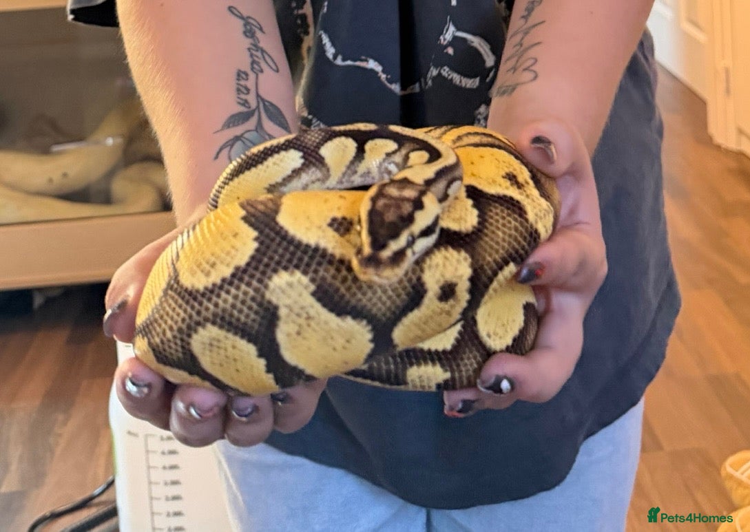 Python Snake reptiles Royal Python & Set Up - Advert 4