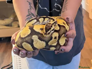 Python Snake reptiles Royal Python & Set Up - Advert 2