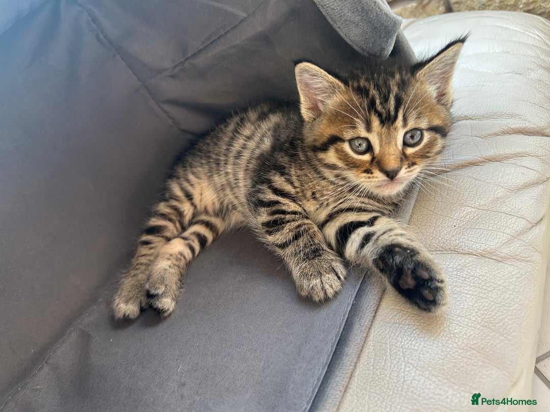 Bengal cats for sale: ‼️ RESERVED  ‼️Bengal x Persian  - Image 8