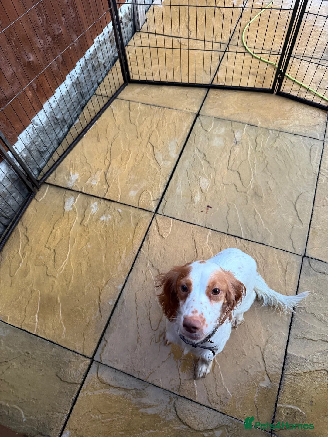 Sprocker dogs for sale: Beautiful Sprocker spaniel pups  - Advert 2