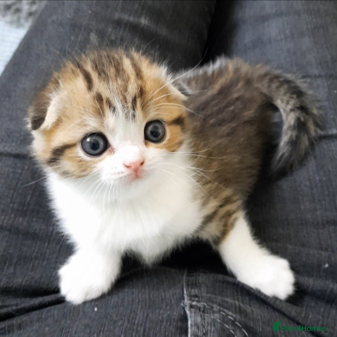 Scottish Fold cats for sale: TICA Registered Scottish Fold Two Spayed Kittens  - Image 14