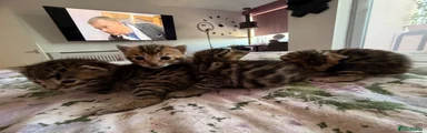Bengal 4