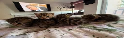 Bengal cats for sale: Beautiful bengal kittens 🐾🐾🐾 - Advert 4