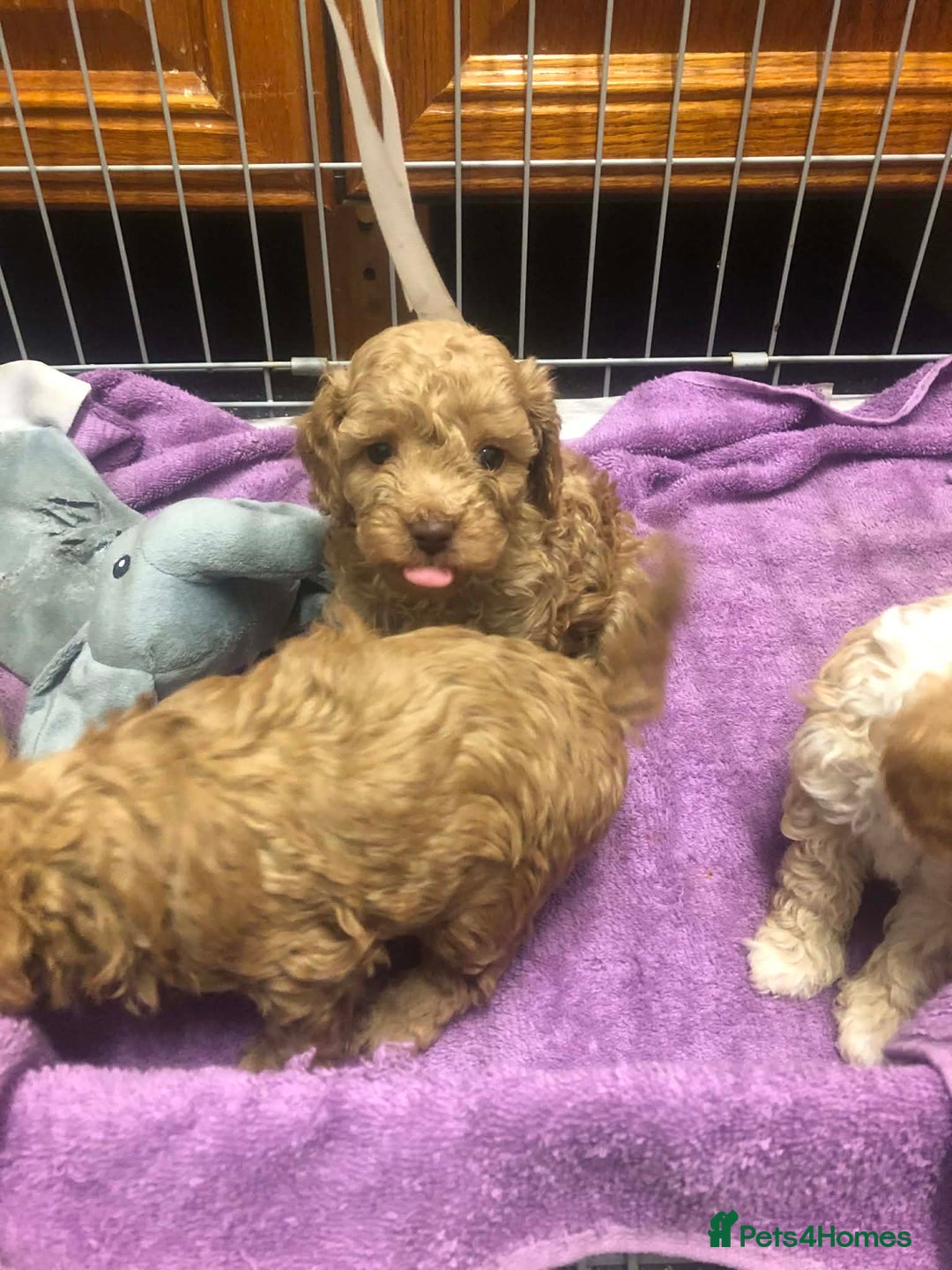 Cavapoo dogs for sale: Cavapoo puppies  - Advert 10
