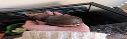 Snails invertebrates for sale: Giant African Land Snail  - Advert 2