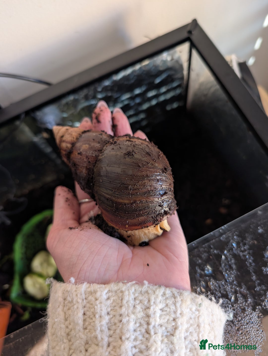 Snails invertebrates for sale: Giant African Land Snail  - Advert 2