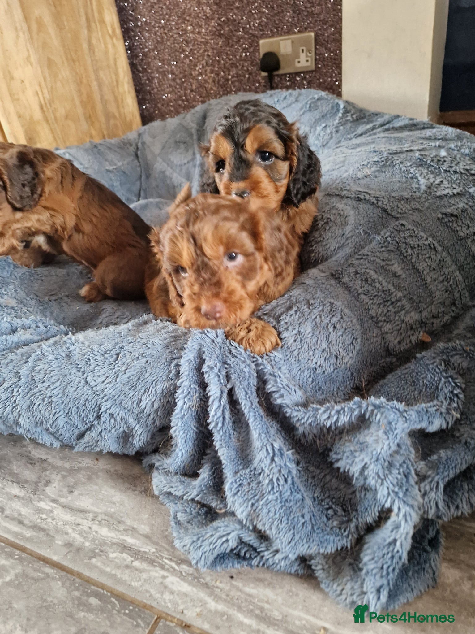 Cockapoo dogs RED AND SABLE F1 COCKAPOOS FOR SALE - Advert 2