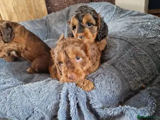 Cockapoo dogs RED AND SABLE F1 COCKAPOOS FOR SALE - Advert 1
