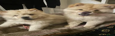 Chow Chow 2