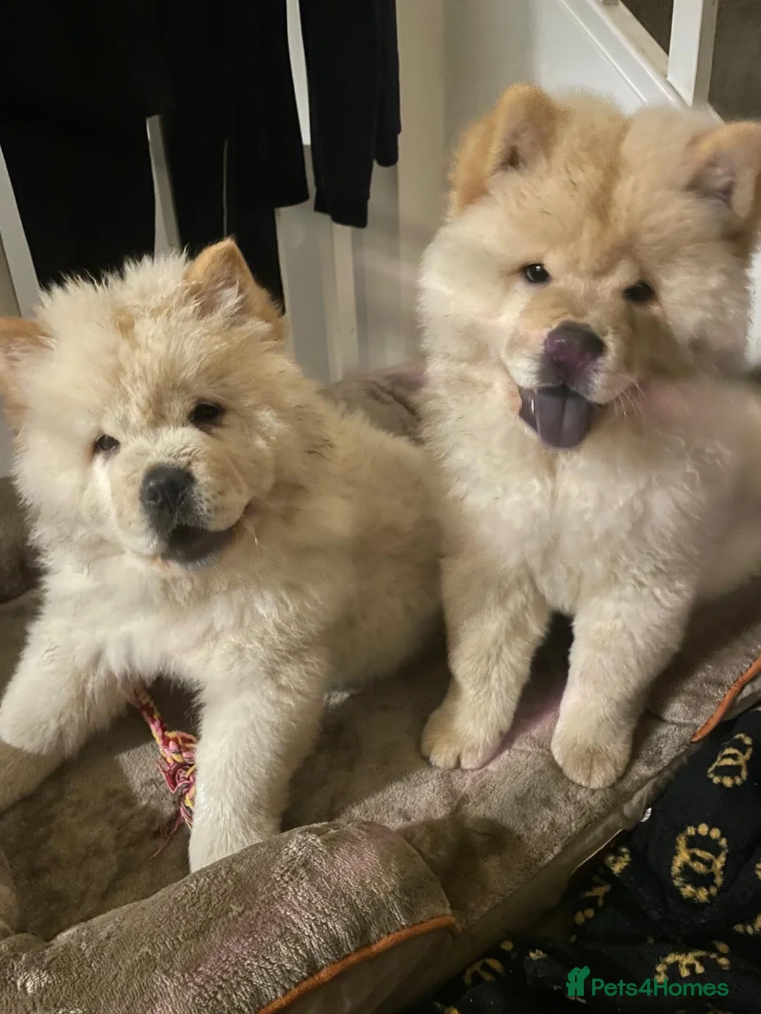 Chow Chow dogs for sale: KC Registered Chow Chow Boy - 12 Weeks Old - Advert 2