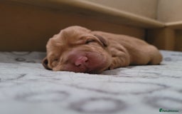 Labrador Retriever dogs for sale: Beautiful pedigree puppies ready 30th Sept - Image 3