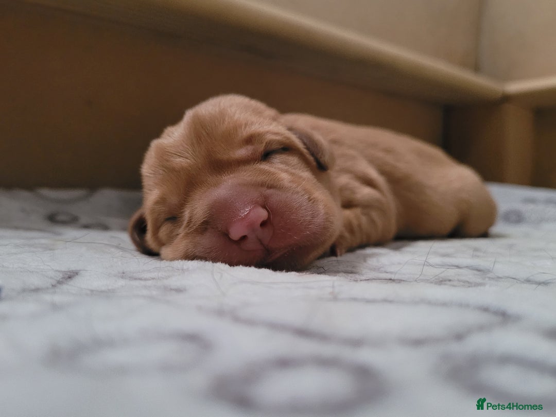 Labrador Retriever dogs for sale: Beautiful pedigree puppies ready 30th Sept - Image 3
