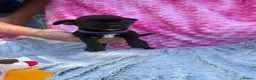 Chihuahua dogs for sale: Beautiful chihuahua puppies - Advert 8