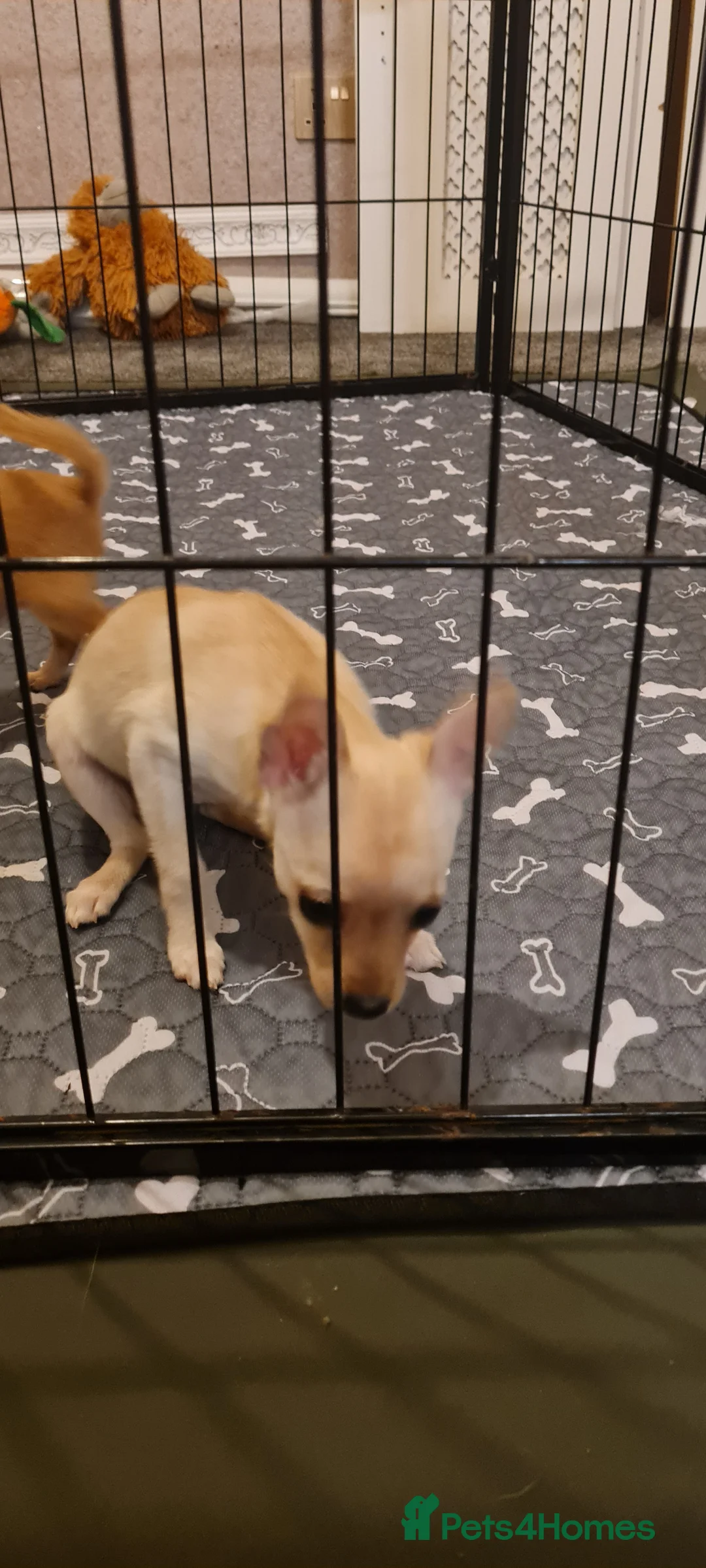 Mixed Breed dogs for sale: Beautiful chihuahua mix puppies - Advert 3
