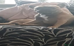 French Bulldog dogs for sale: 2 male frenchies  - Image 5