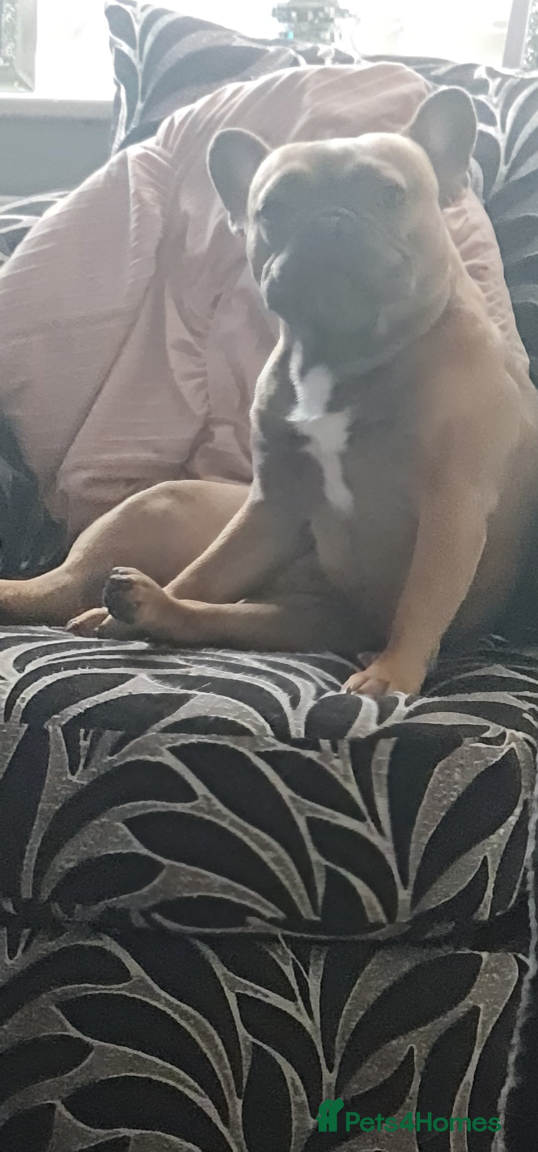 French Bulldog dogs for sale: 2 male frenchies  - Image 5