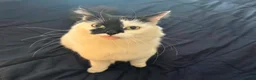 Mixed Breed cats for sale: Gorgeous female cat spayed for sale - Advert 3
