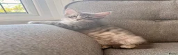 Siberian cats for sale: Beautiful Pure Siberian Kittens - Hypoallergenic - Advert 3