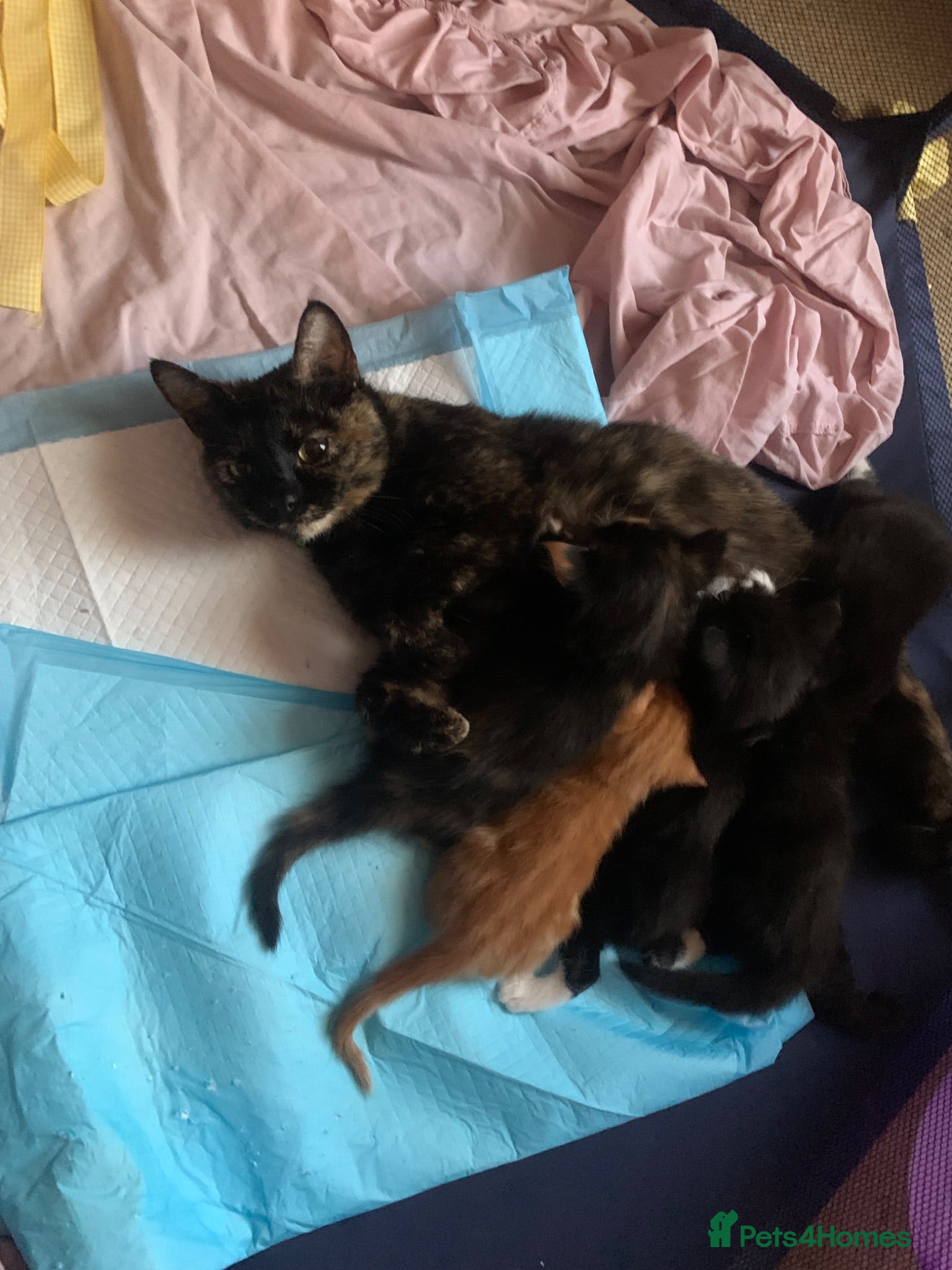 Mixed Breed cats Kittens - Advert 4