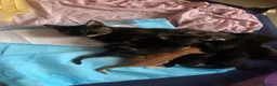 Mixed Breed cats for sale: Kittens - Advert 1