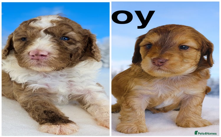 Cockapoo dogs - Advert 4