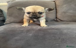 Mixed Breed dogs for sale: 5 x French Pomerdogs - Image 22