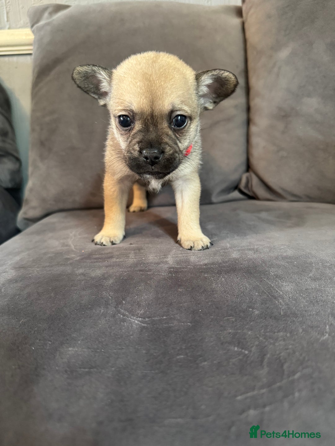 Mixed Breed dogs for sale: 5 x French Pomerdogs - Image 22