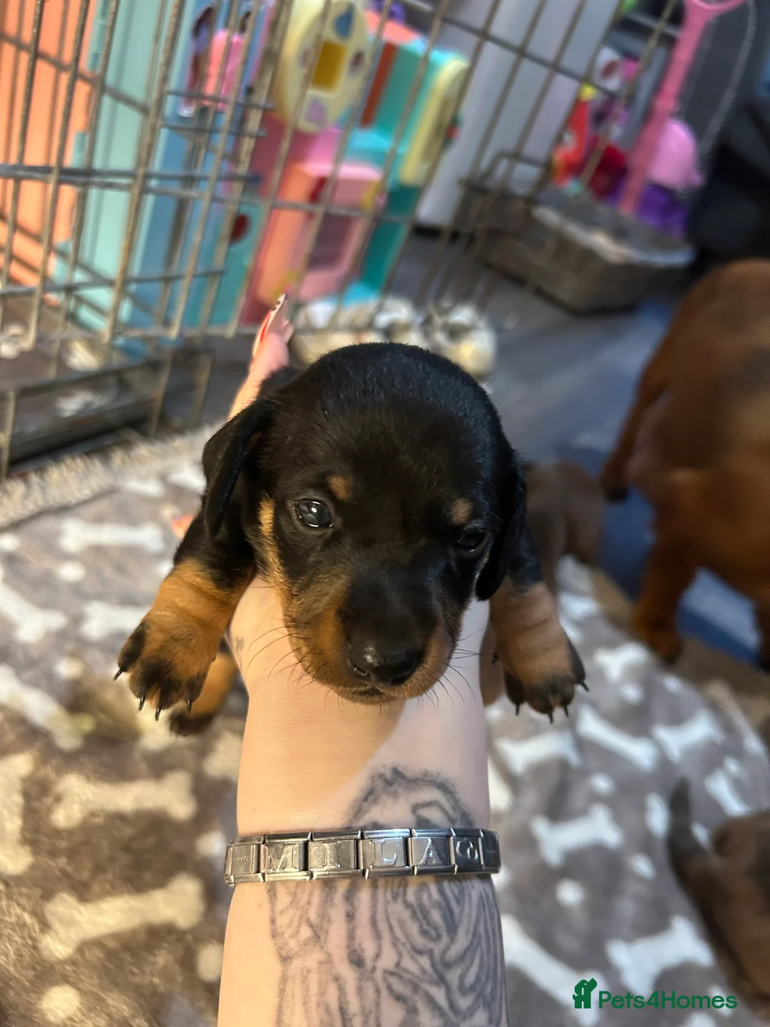 Miniature Dachshund dogs for sale: Miniature dachshund 🐶🩷🩵 - Advert 14