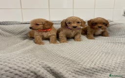 Cockapoo dogs for sale: Beautiful pra clear cockapoo puppy’s  - Image 8