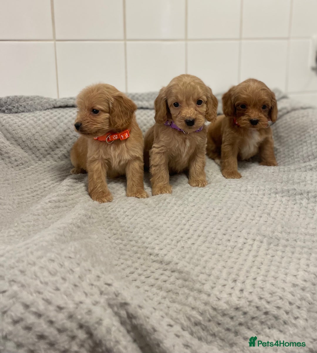 Cockapoo dogs for sale: Beautiful pra clear cockapoo puppy’s  - Image 8