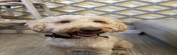 Cockapoo dogs for sale: Female cockapoo  in Glasgow - Advert 1