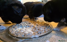 German Shepherd dogs for sale: 🐾 3 beautiful female german shepherd puppies 🐾 - Advert 6