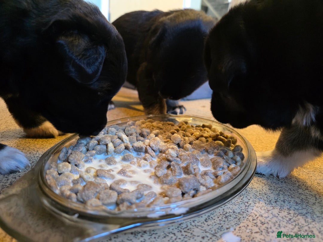 German Shepherd dogs for sale: 🐾 3 beautiful female german shepherd puppies 🐾 - Advert 6