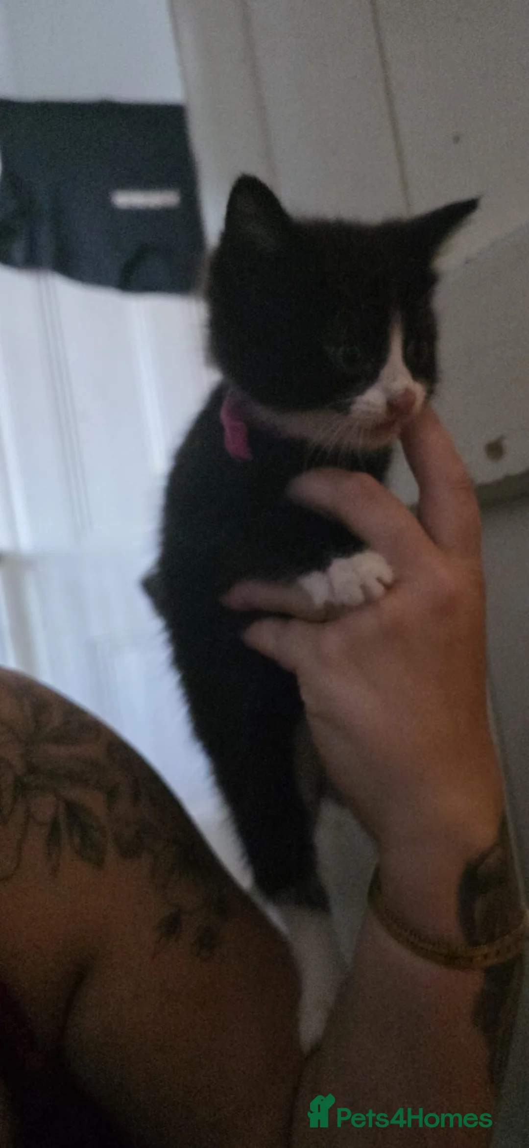 Mixed Breed cats for sale: Kittens  - Advert 2