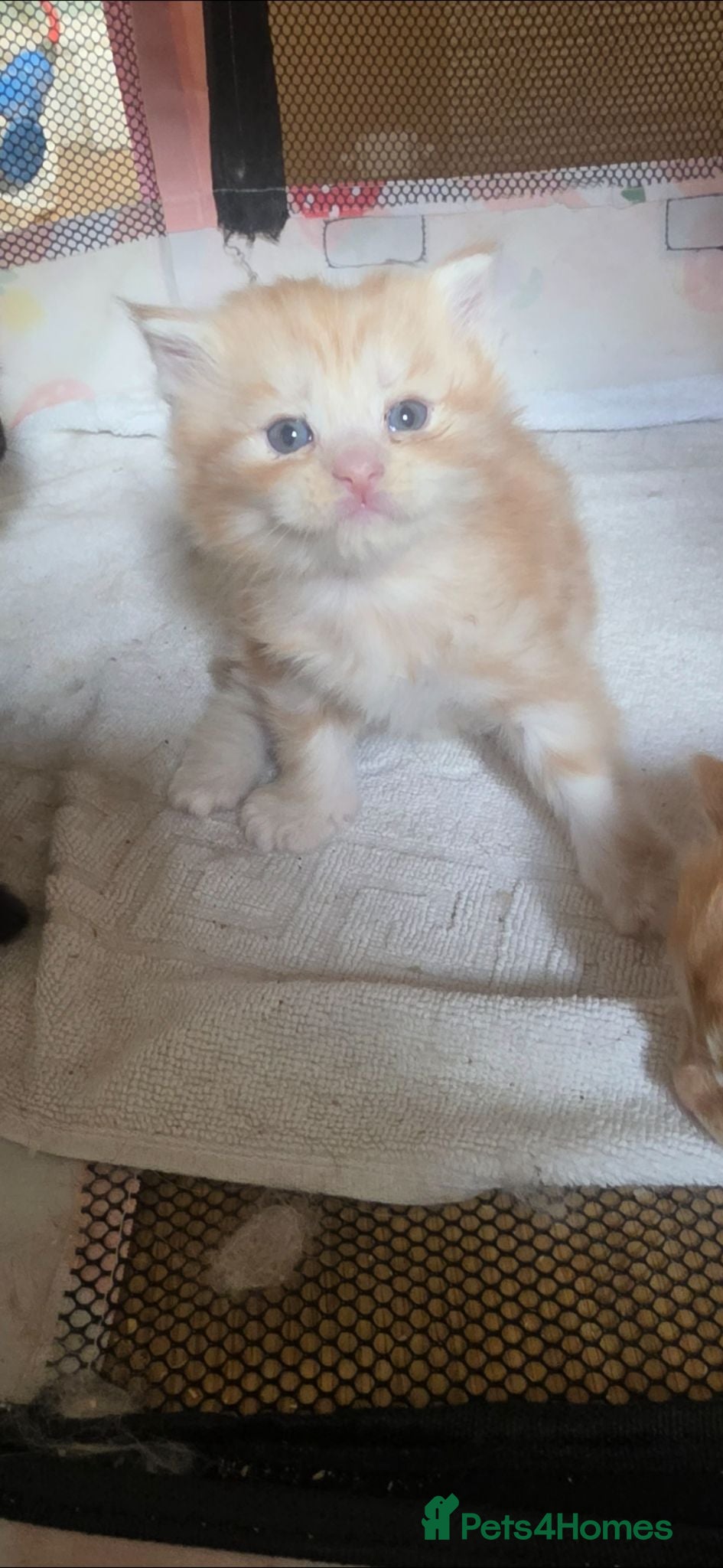 Maine Coon cats 3 Maine Coon Kittens Available  - Advert 8