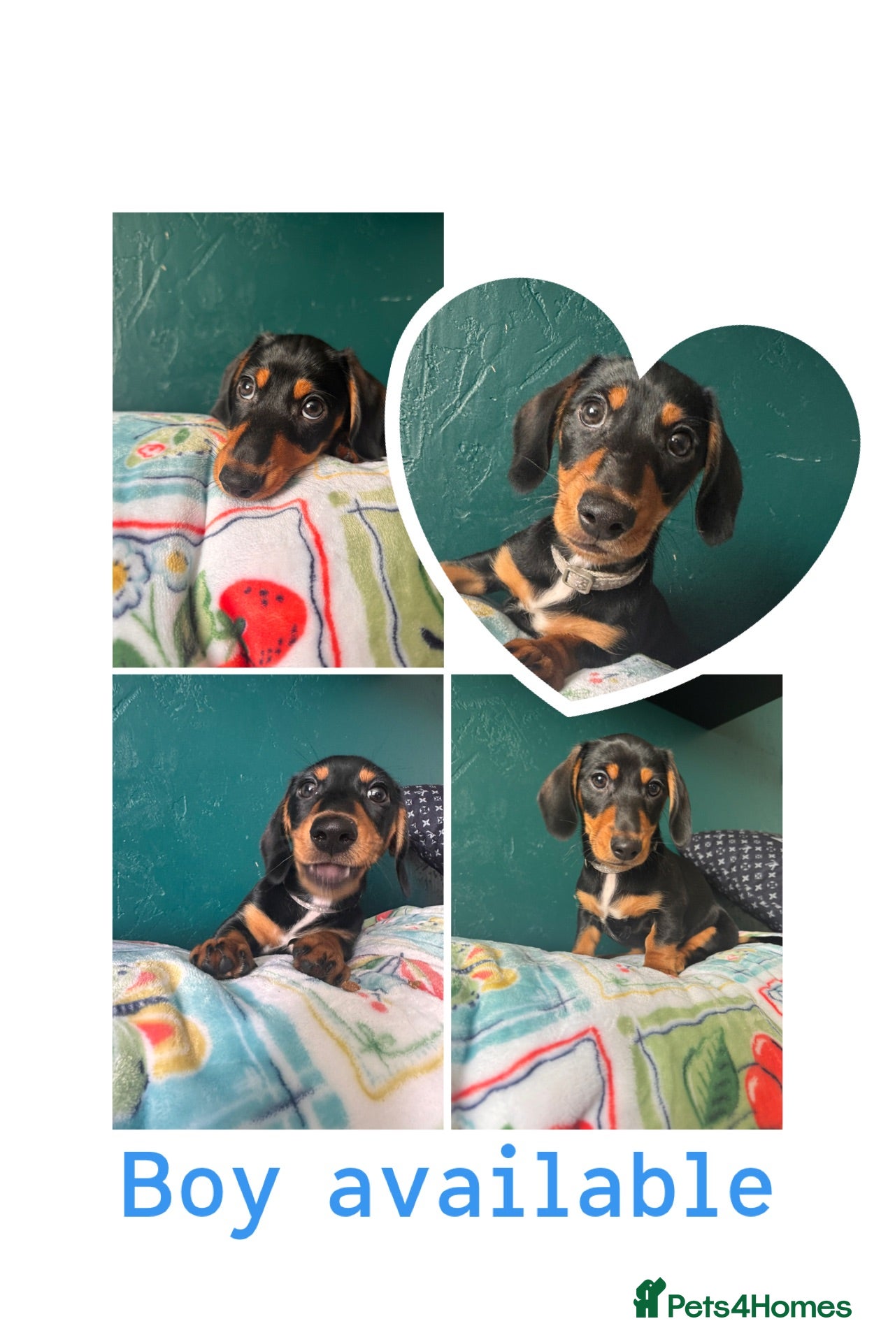 Miniature Dachshund dogs Ready now-1 KC registered miniature dachshund boy - Advert 2