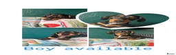 Miniature Dachshund dogs for sale: Ready now-1 KC registered miniature dachshund boy - Advert 1