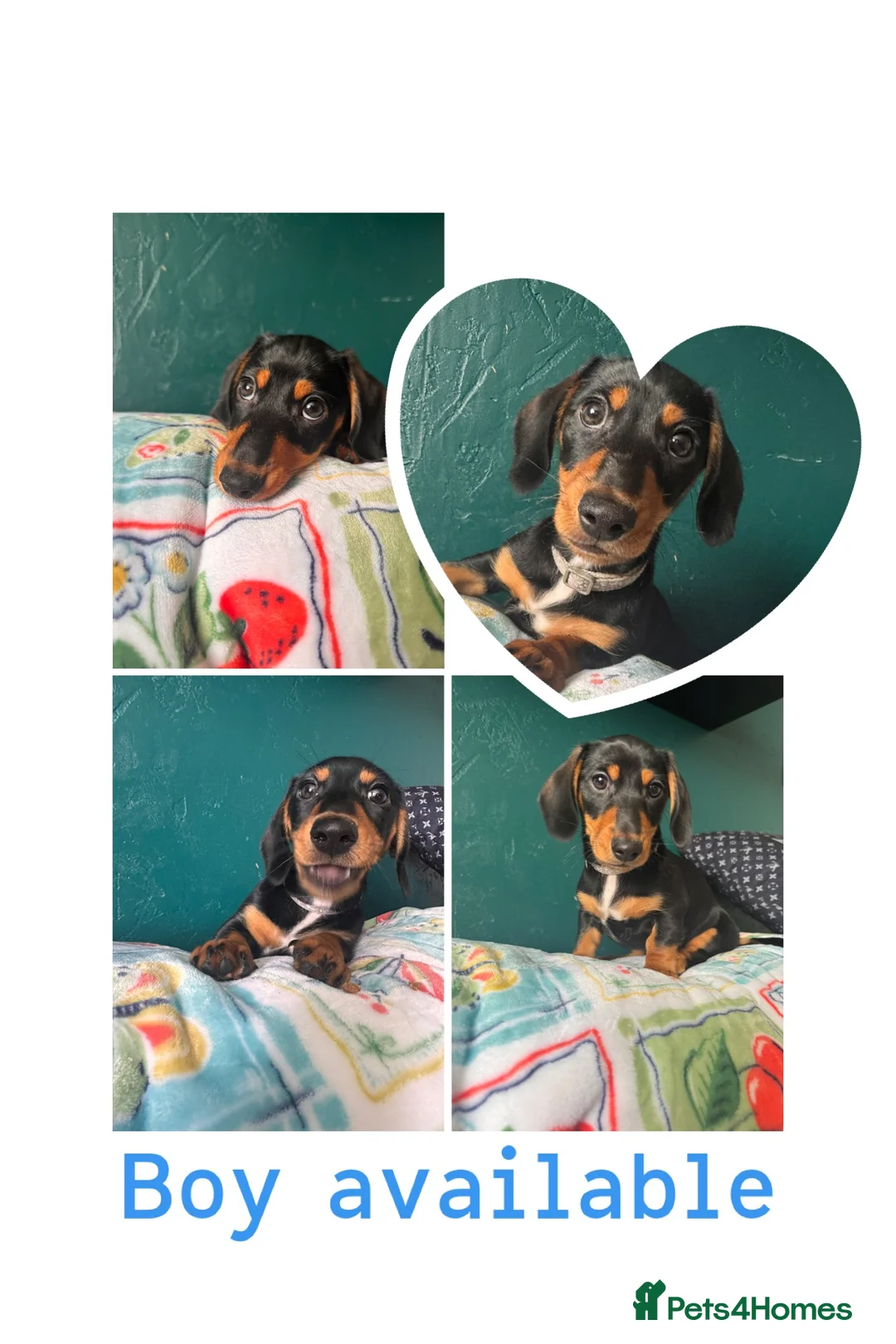 Miniature Dachshund dogs for sale: Ready now-1 KC registered miniature dachshund boy - Advert 1