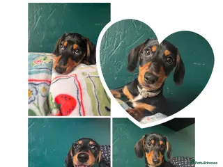 Miniature Dachshund dogs Ready now-1 KC registered miniature dachshund boy - Advert 2