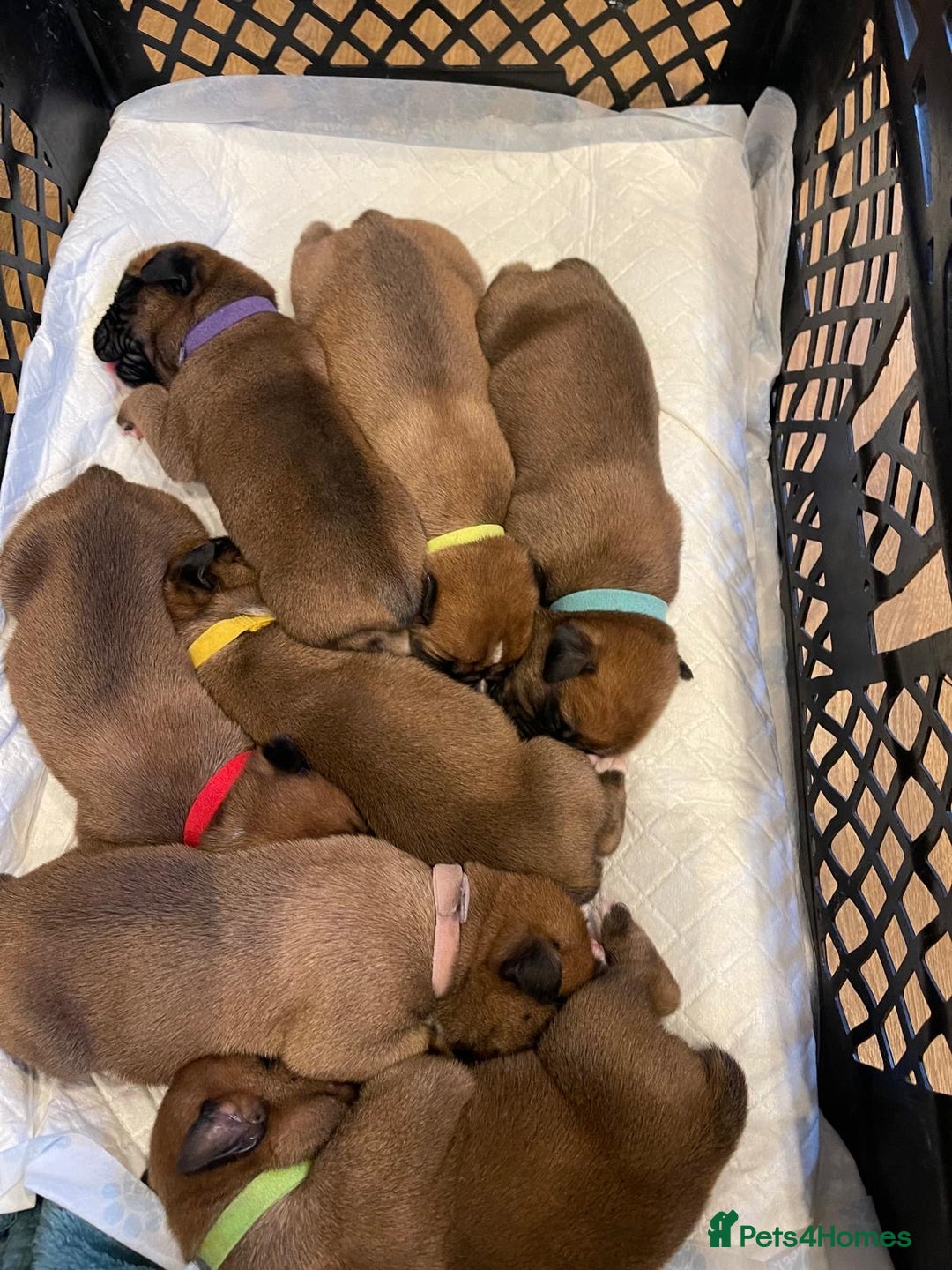 Boxer dogs for sale: Stunning KC registered bobtailed Boxer puppies - Advert 5