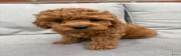 Cockapoo dogs for sale: Last girl available, ready for her forever home! - Advert 22