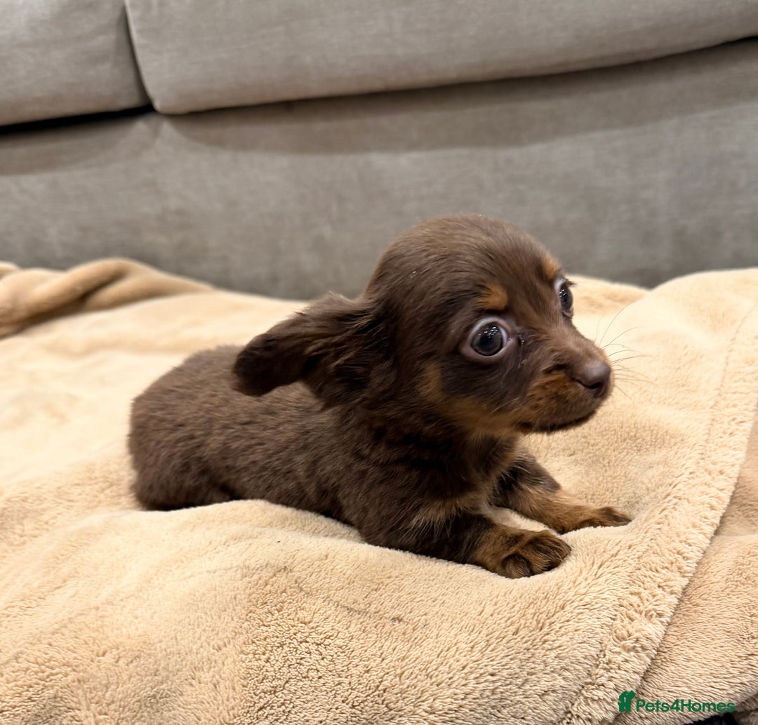 Mixed Breed dogs for sale: Mini Dachshund–Pomchi Pups - Advert 12