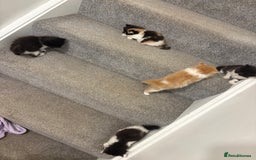 Mixed Breed cats for sale: 5 beautiful fluffy kittens  - Image 11
