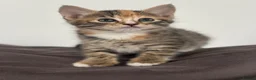 Ragdoll cats for sale: Lovely kittens for sale - Advert 15